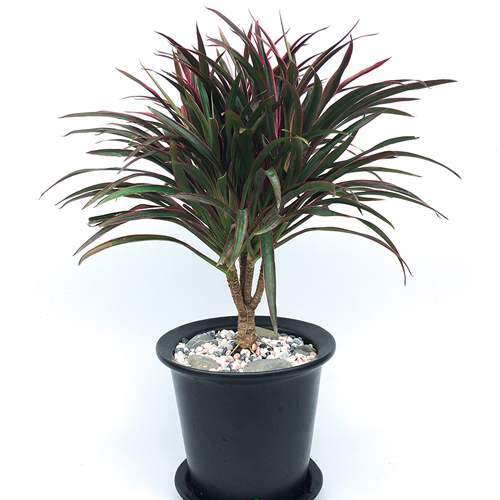 Cây Ánh Dương (cây Hồng Phát Tài, Hồng Phúc Vũ) Cây cảnh Cây phát tài lá nhỏ