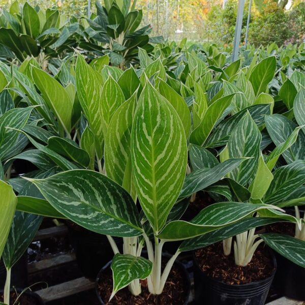 Cây Bạch Mã Hoàng Tử Cây cảnh Cây bạch mã hoàng tử Cây Bạch Mã Hoàng Tử Cây cảnh Cây bạch mã hoàng tử