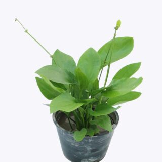 Cây Bách Thủy Tiên trồng chậu Cây cảnh Cây xanh TPHCM