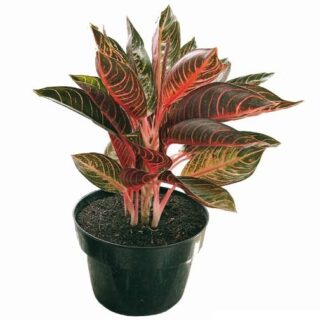 Cây bao thanh thiên (Codiaeum variegatum) Cây cảnh Cây xanh TPHCM