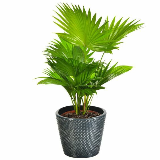 Cây Cọ Cảnh ( cây cọ để bàn, cây cọ để hành lang văn phòng) Cây cảnh Cây cọ