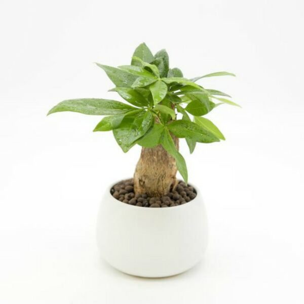 Cây Kim Ngân Để Bàn Làm Việc Cây cảnh Cây kim ngân