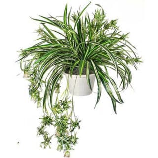 Cây Mẫu Tử Cây ban công Cây xanh TPHCM