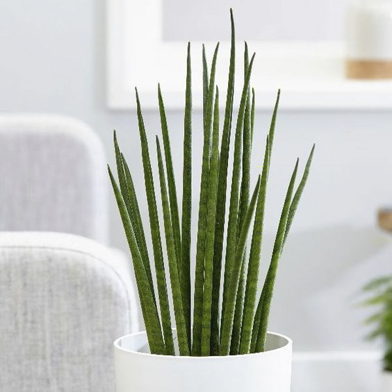 Cây Ngà Voi + chậu cây Cây + Chậu Cách sử dụng cây ngà voi