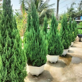 Cây sơn tùng (Pinus massoniana) Cây cảnh Cây sơn tùng bị khô lá