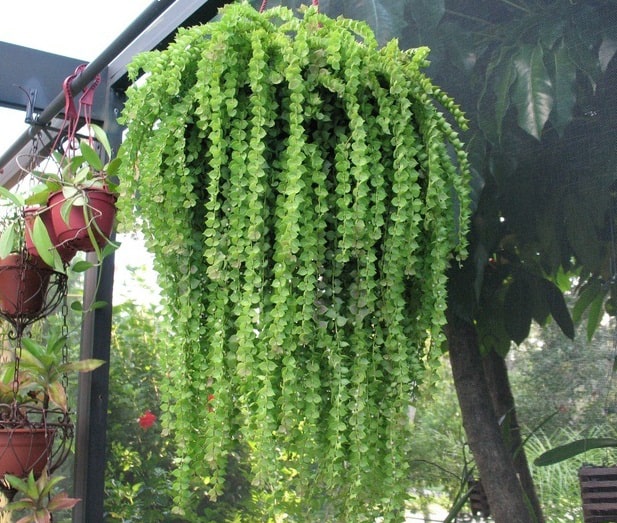 Cây Lan Tím Cây cảnh Cây xanh TPHCM 4 Cây Lan Tím Cây cảnh Cây xanh TPHCM 4