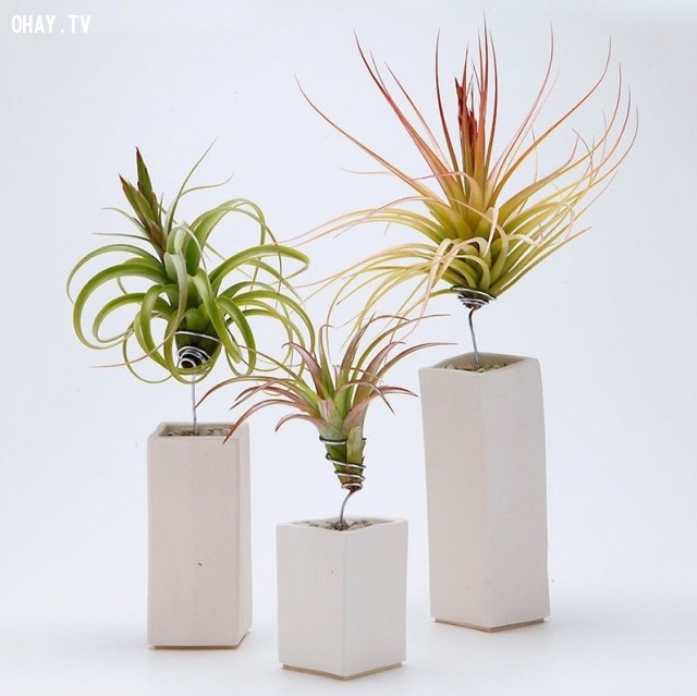 Cây không khí mua ở đâu ? Cây không khí Chăm sóc sen đá Hướng dẫn chăm sóc cây Thiết kế sân vườn Video trồng cây xanh  Cây Xanh 