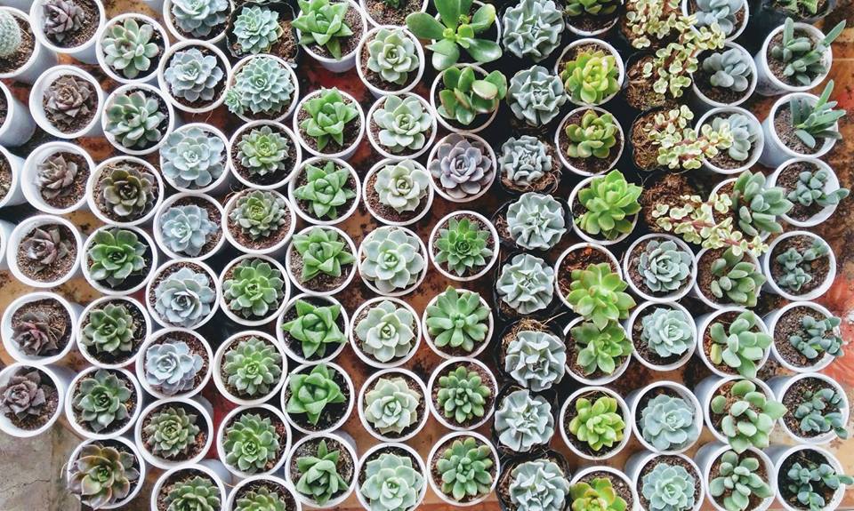 Mua sen đá giá sỉ ở TP.HCM Cây không khí Chăm sóc sen đá Hướng dẫn chăm sóc cây Thiết kế sân vườn Video trồng cây xanh  Cây Xanh 