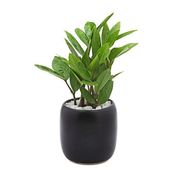 Cây Kim Tiền (Cây Kim phát tài) Cây để bàn Cây kim tiền