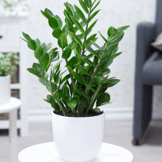 Cây kim tiền + Chậu cây (tặng khai trương, tặng quà đẹp) Cây + Chậu Cây kim tiền