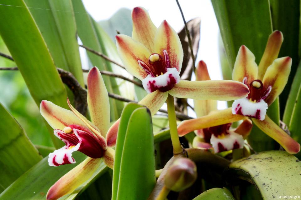 Hướng dẫn nhân giống LAN KIẾM TIÊN VŨ (CYMBIDIUM SP.) BẰNG TÁCH NHÁNH Hướng dẫn chăm sóc cây  Cây Xanh 