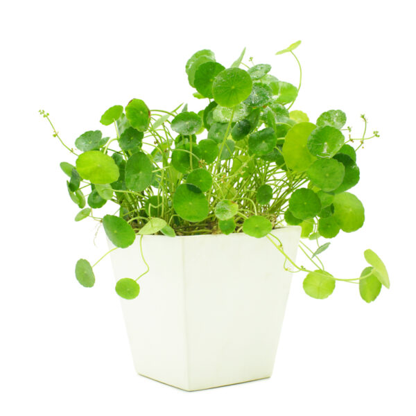 Cây cỏ đồng tiền (cây cỏ trồng chậu) Cây cỏ Cây xanh TPHCM