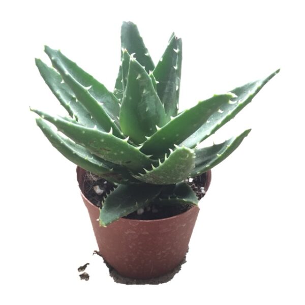 Cây lô hội Cây cảnh Cây xanh TPHCM