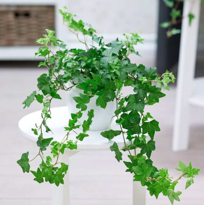 Cây Thường Xuân Cẩm Thạch (dây leo) Cây văn phòng Cây dây leo