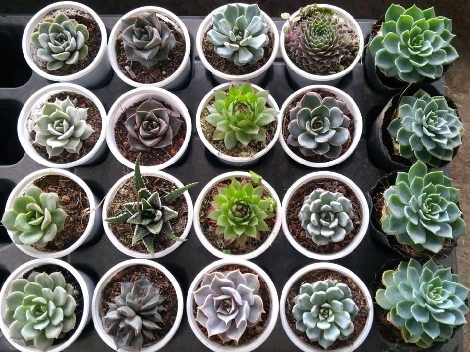 Bảng giá sỉ nhập sen đá + tên và hình các loài sen đá Vựa cây cảnh Chăm sóc sen đá Hướng dẫn chăm sóc cây Khu vực giao cây xanh Thiết kế sân vườn  Cây Xanh 