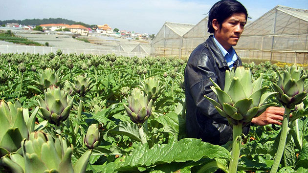 9 công dụng của Cao Atiso bạn nên biết? Dịch vụ cây xanh  Cây Xanh 