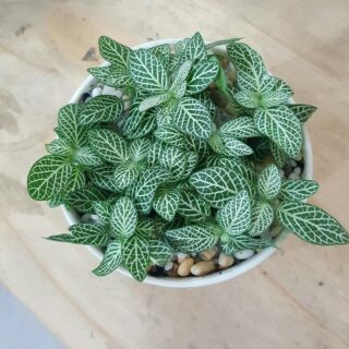 Cây cẩm nhung (Murraya paniculata) Cây cảnh Cây xanh TPHCM