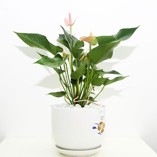 Cây hồng môn (Magnolia liliiflora) Cây cỏ Cây xanh TPHCM