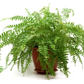 Cây dương xỉ mỹ (tên khoa học: Cyclosorus parasiticus) Cây cỏ Cách trồng cây dương xỉ cổ đại