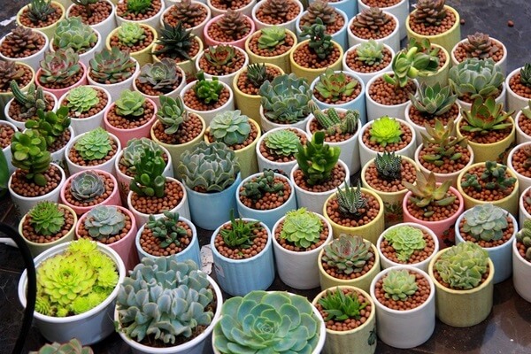 Bảng giá sỉ sen đá các loại mới nhất Khu vực giao cây xanh Vựa cây cảnh  Cây Xanh 