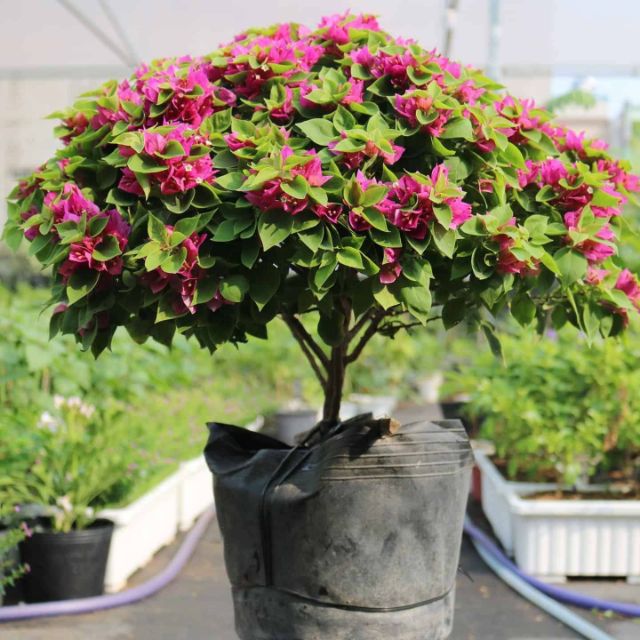 Báo giá mua sỉ cây hoa giấy, hoa giấy Thái, giấy Mỹ, hoa giấy ngũ sắc, cẩm thạch Vựa cây cảnh Khu vực giao cây xanh  Cây Xanh 