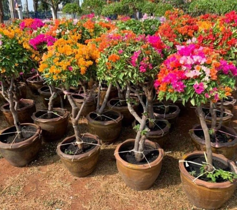 Sách hướng dẫn trồng cây cảnh và các loại cây quanh nhà Hướng dẫn chăm sóc cây  Cây Xanh 