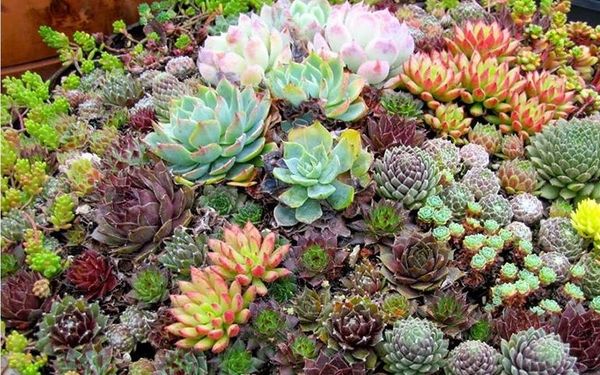 Khởi nghiệp từ sen đá chỉ với 3 triệu Vựa cây cảnh Khu vực giao cây xanh  Cây Xanh 