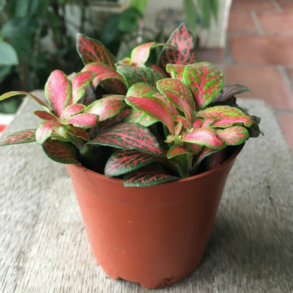 Hạt giống Cây Hoa Cẩm Nhung Hạt giống cây Cây xanh TPHCM