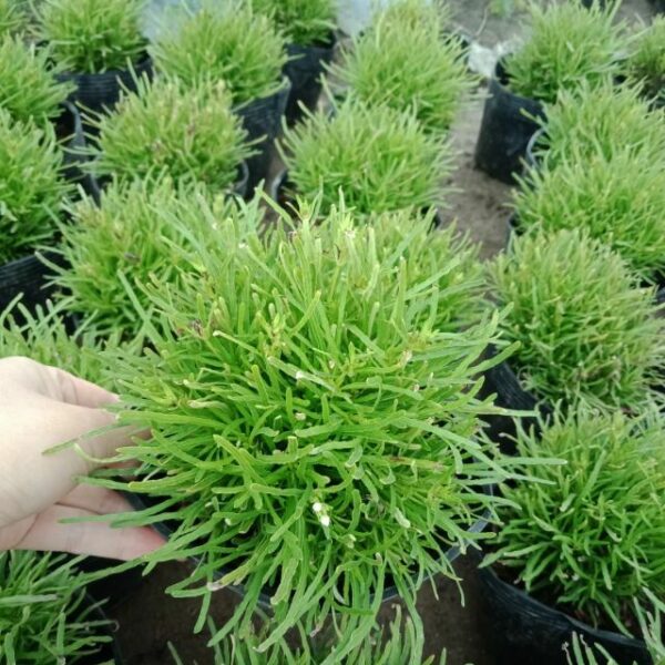 Cây cỏ mây Cây cảnh Cây xanh TPHCM