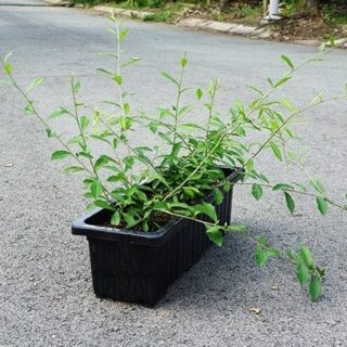 Cúc Tần Ấn Độ cây giống, (dây dài từ 80-1,2 m) Cây ban công Cây dây leo