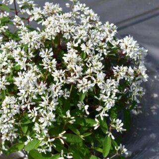 Cây hoa bạch tuyết cầu Cây cảnh Cây xanh TPHCM