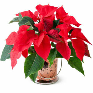 Cây Hoa Trạng Nguyên Cây cỏ Cây xanh TPHCM