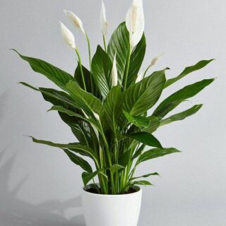 Cây Lan Ý + chậu cây Cây + Chậu Cách trồng cây lan ý