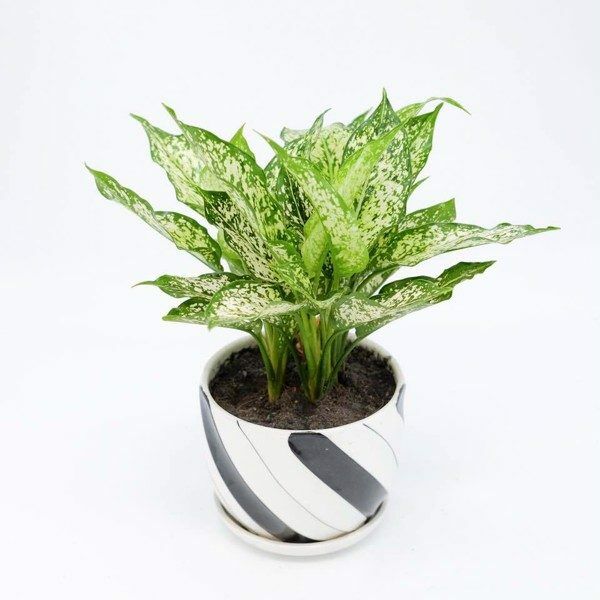 Cây Ngọc Ngân Cây để bàn Cây ngọc ngân có hợp mệnh Mộc không