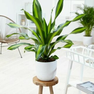 Cây thiết mộc lan Cây để bàn Cách trồng cây thiết mộc lan