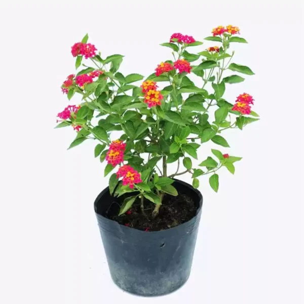 Cây hoa ngũ sắc Cây ban công Cây xanh TPHCM