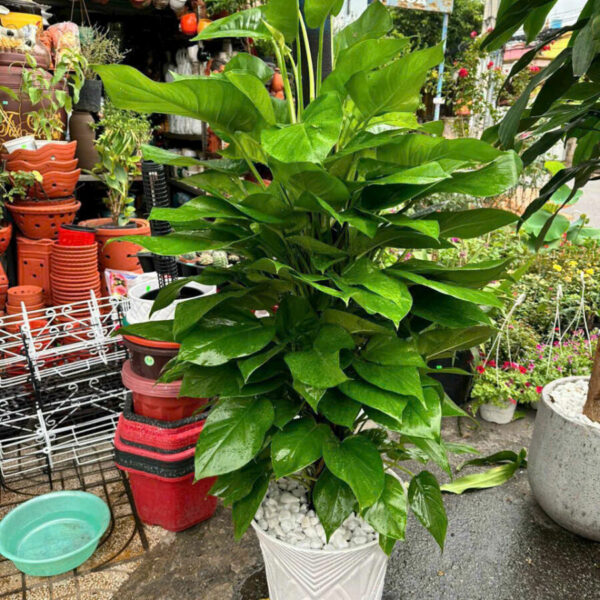 Bán Cây kiểng Gò Vấp, Cây Xanh ở Gò Vấp, Giao hàng tận nơi Dịch vụ cây xanh Khu vực giao cây xanh Vựa cây cảnh  Cây Xanh 