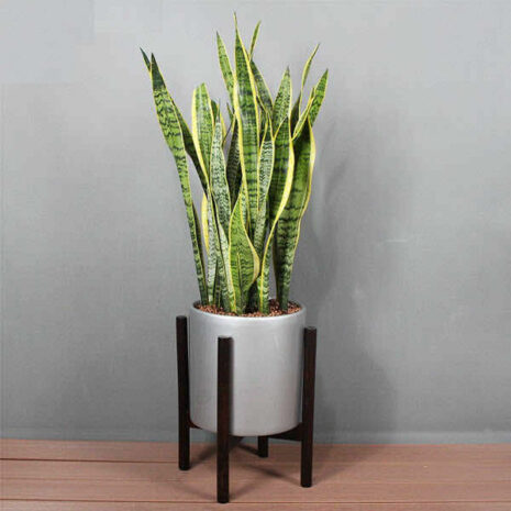 Cây Lưỡi Hổ + chậu cây Cây cảnh Cây xanh TPHCM