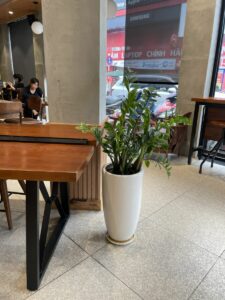 Cây kim tiền + Chậu cây (tặng khai trương, tặng quà đẹp)  