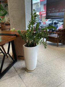 Cây kim tiền + Chậu cây (tặng khai trương, tặng quà đẹp)  