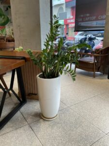 Cây kim tiền + Chậu cây (tặng khai trương, tặng quà đẹp)  