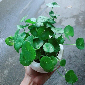 Chậu + Cây Cỏ đồng tiền Cây cỏ Cây xanh TPHCM