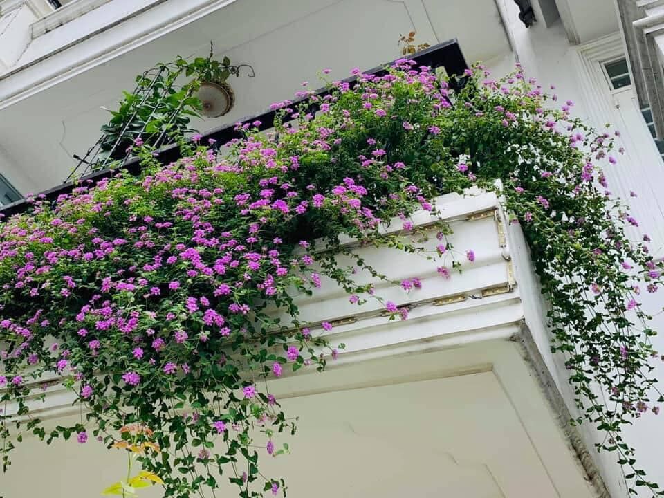 Cây xanh quận 8 - Cung cấp cây xanh văn phòng, cây cảnh văn phòng cho quận 8 Dịch vụ cây xanh Khu vực giao cây xanh Vựa cây cảnh  Cây Xanh TPHCM Cây Xanh 