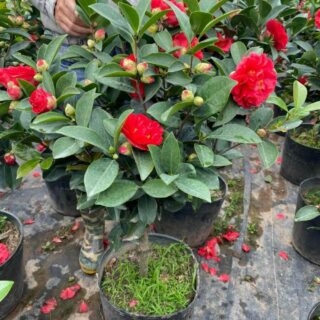 Cây hoa trà my (hoa Sơn Trà, hoa Hồng mùa đông) Cây + Chậu Cây xanh TPHCM