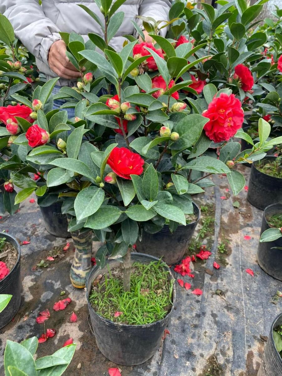 Cây hoa trà my (hoa Sơn Trà, hoa Hồng mùa đông) Cây + Chậu Cây xanh TPHCM 3 Cây hoa trà my (hoa Sơn Trà, hoa Hồng mùa đông) Cây + Chậu Cây xanh TPHCM 3