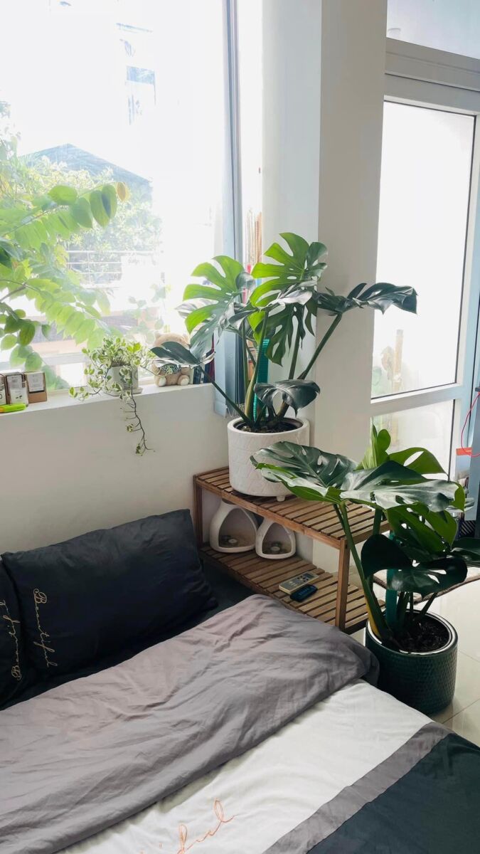 Cây xanh quận 7 - Cung cấp cây xanh văn phòng, cây cảnh văn phòng cho quận 7 Thiết kế sân vườn Khu vực giao cây xanh Vựa cây cảnh  Cây Xanh TPHCM Cây Xanh 