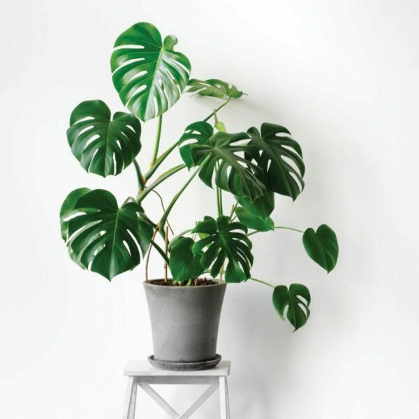 Cây Trầu bà lá xẻ Monstera Deliciosa – Trầu bà Nam Mỹ Cây ban công Cách cắt tỉa cây trầu bà leo cột