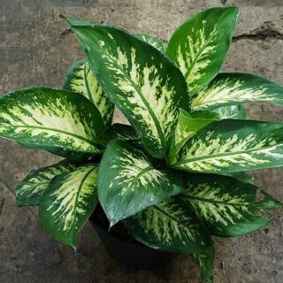 Cây vạn niên thanh Cây để bàn Cây phát tài