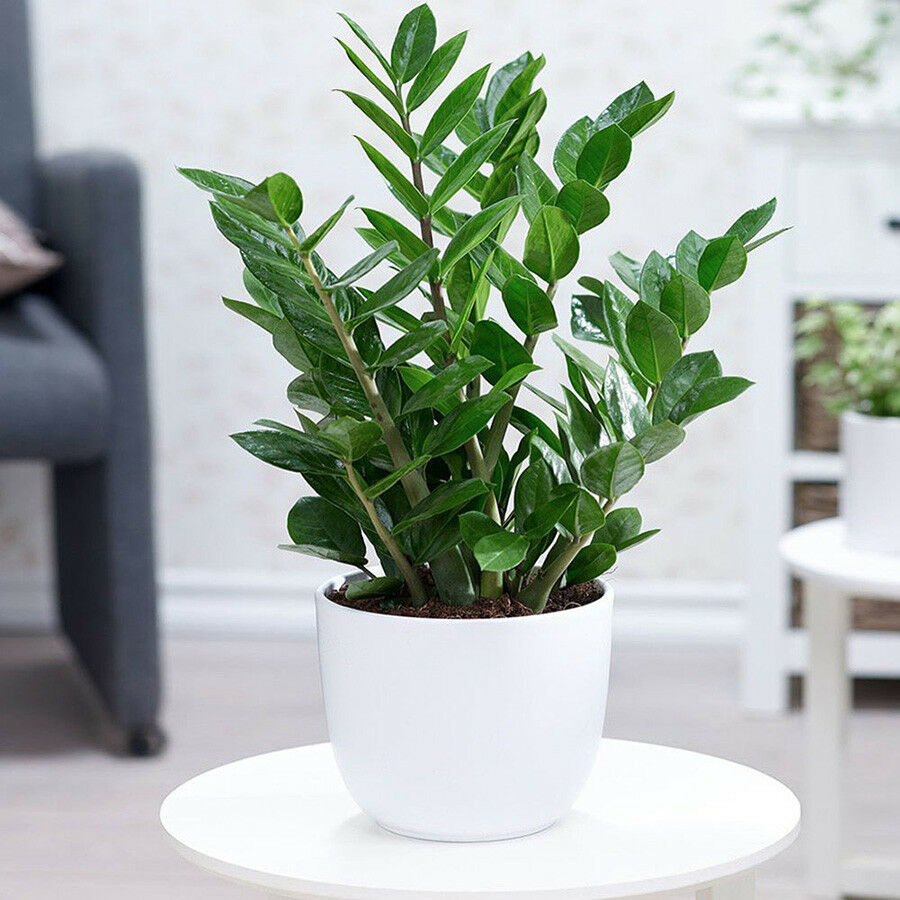 Hoa cây kim tiền và ý nghĩa phong thủy xung quanh nó Hướng dẫn chăm sóc cây  Phong thủy cây kim tiền ra hoa Hoa kim tiền nở bao lâu thì tàn Hoa cây kim tiền Hình ánh cây kim tiền nở hoa Cây Xanh Cây kim tiền ra hoa vào tháng may Cây kim tiền ra hoa gia bao nhiều Cây kim tiền ra hoa có hiếm không Cây kim tiền nở hoa có điềm gì 