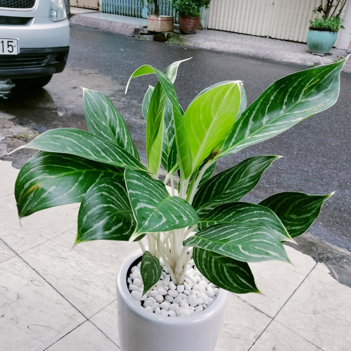 Cây Bạch Mã Hoàng Tử - Vẻ đẹp sang trọng và ý nghĩa phong thủy tốt đẹp Thiết kế sân vườn  Vị trí đặt cây bạch mã hoàng tử Cây Xanh Tân Phú Cây Xanh Tân Bình Cây Xanh Cây giữ tiền và cây bạch mã hoàng tử Cây cảnh Tân Phú Cây cảnh Tân Bình Cây Bạch mã hoàng tử ra hoa Cây bạch mã hoàng tử màu đỏ Cây bạch mã hoàng tử hợp tuổi nào Cây bạch mã hoàng tử hợp mệnh gì Cây bạch mã hoàng tử có mấy loại Cách trồng cây bạch mã hoàng tử trong nước 